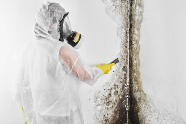 Best Mold Remediation  in Hampton, IA