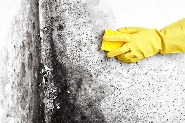 Best Local Mold Removal Service  in Hampton, IA