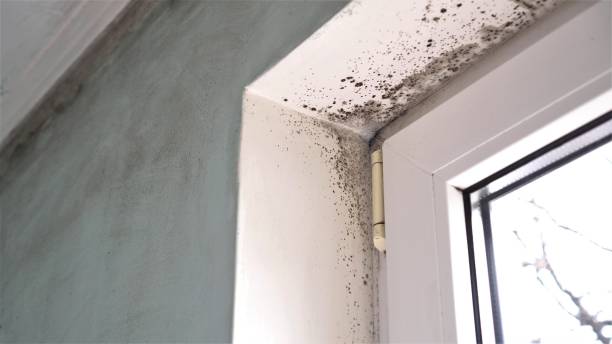 Best Mold Testing  in Hampton, IA