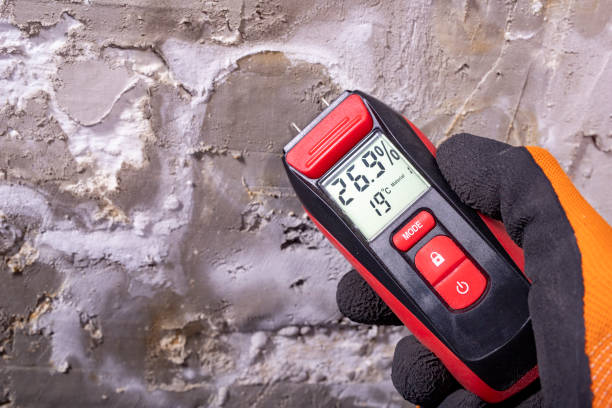Best Mold Removal Company Near Me  in Hampton, IA