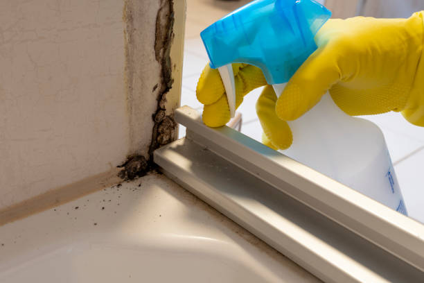 Best Mold Removal and Inspection  in Hampton, IA