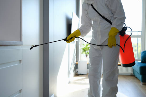 Reliable Hampton, IA Mold Removal Solutions