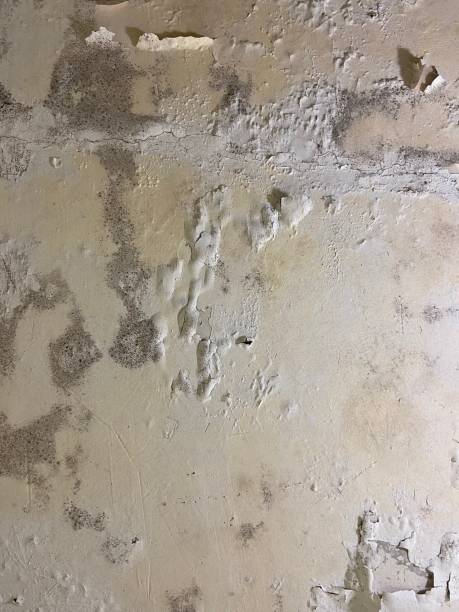 Best Mold Removal Company Near Me  in Hampton, IA