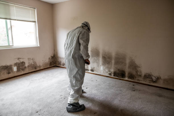 Best Home Mold Removal  in Hampton, IA