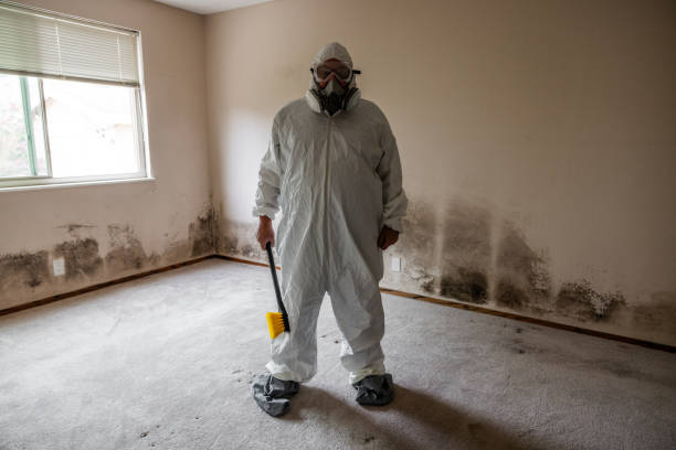 Best Toxic Mold Removal  in Hampton, IA