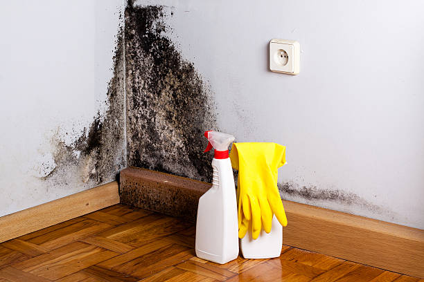 Best Commercial Mold Removal  in Hampton, IA