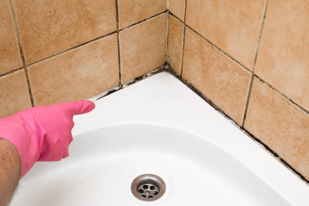 Best Mold Testing  in Hampton, IA